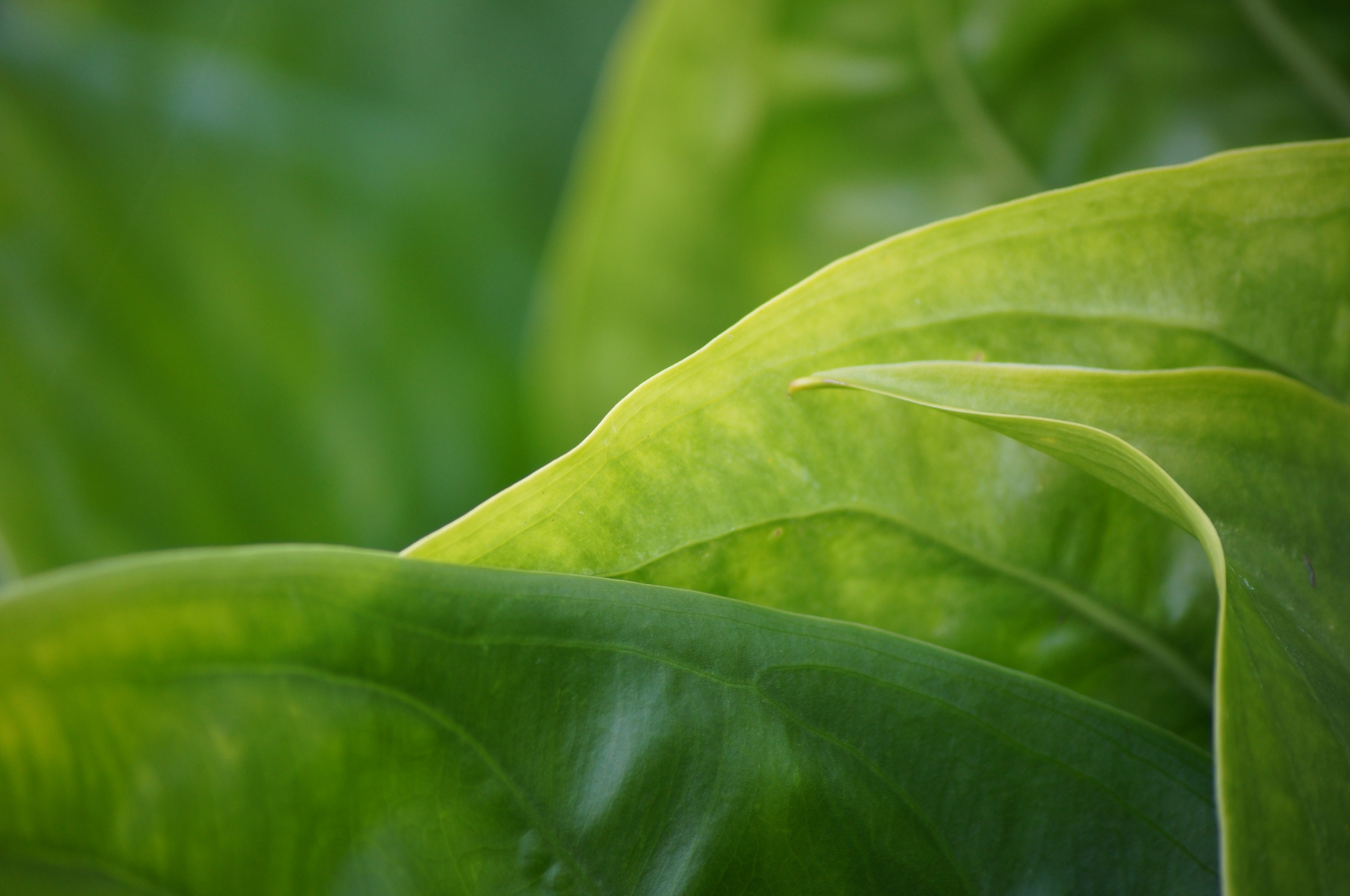 Leaves