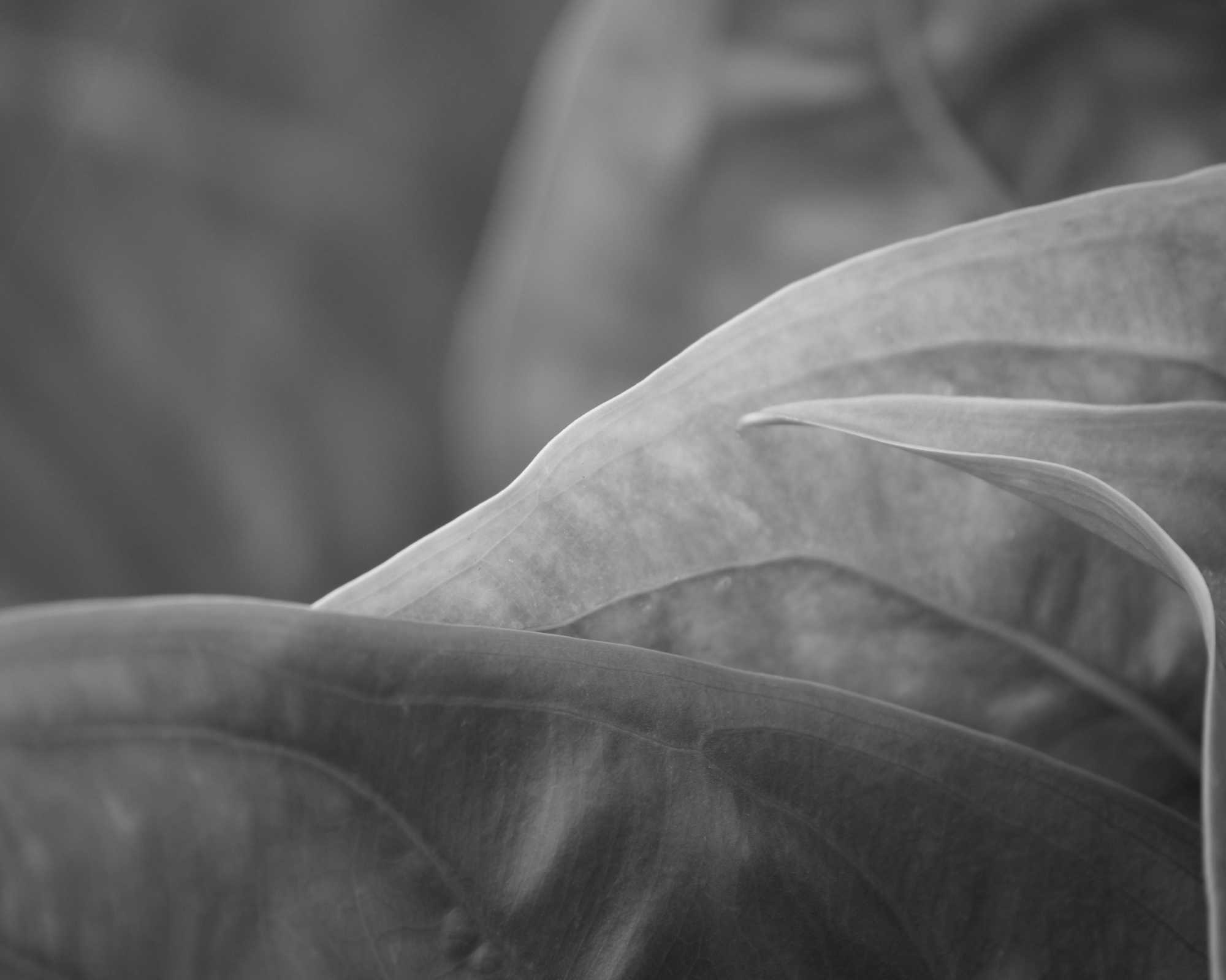 Leaves