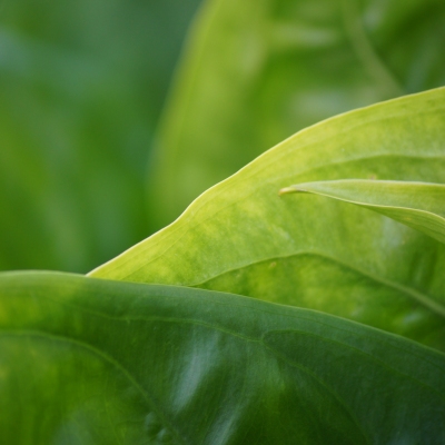 Leaves