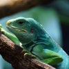 Iguana