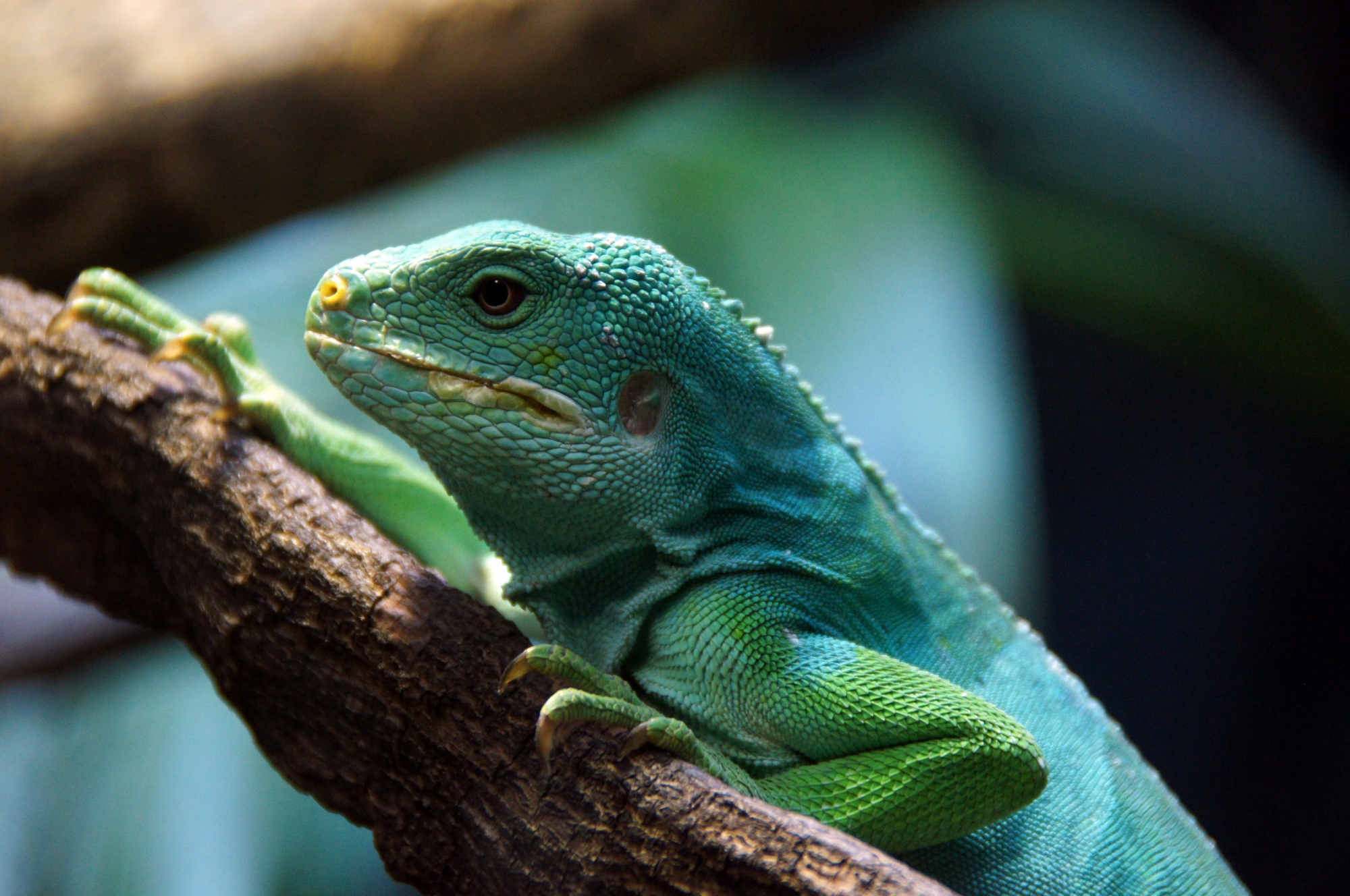 Iguana
