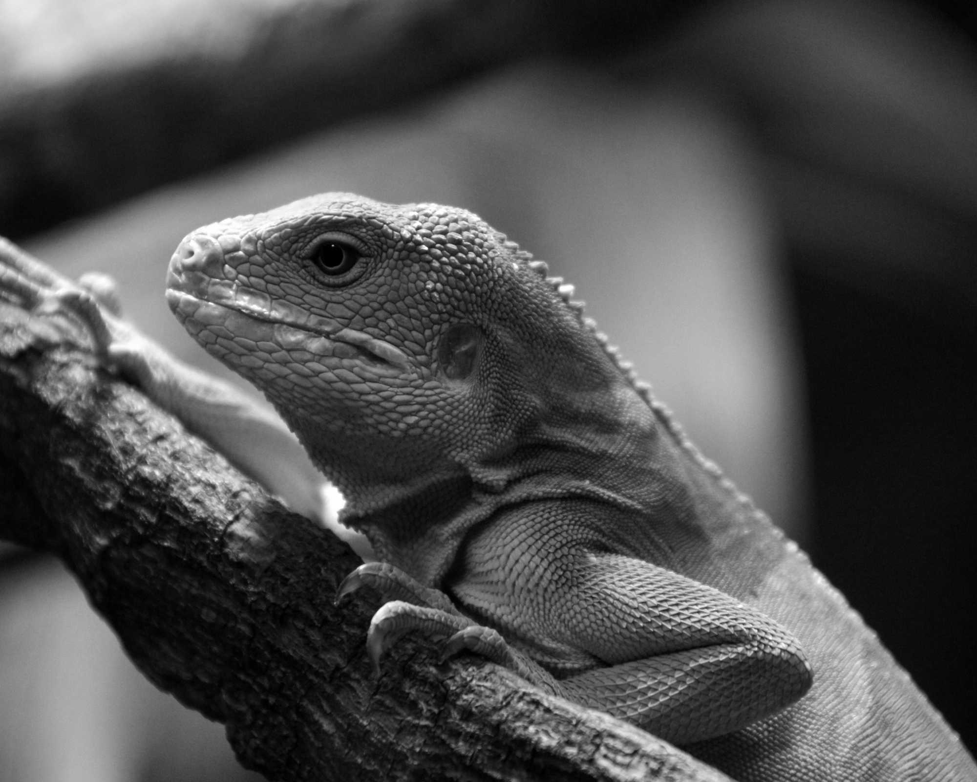 Iguana