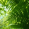 Okere Falls Tracks Foliage
