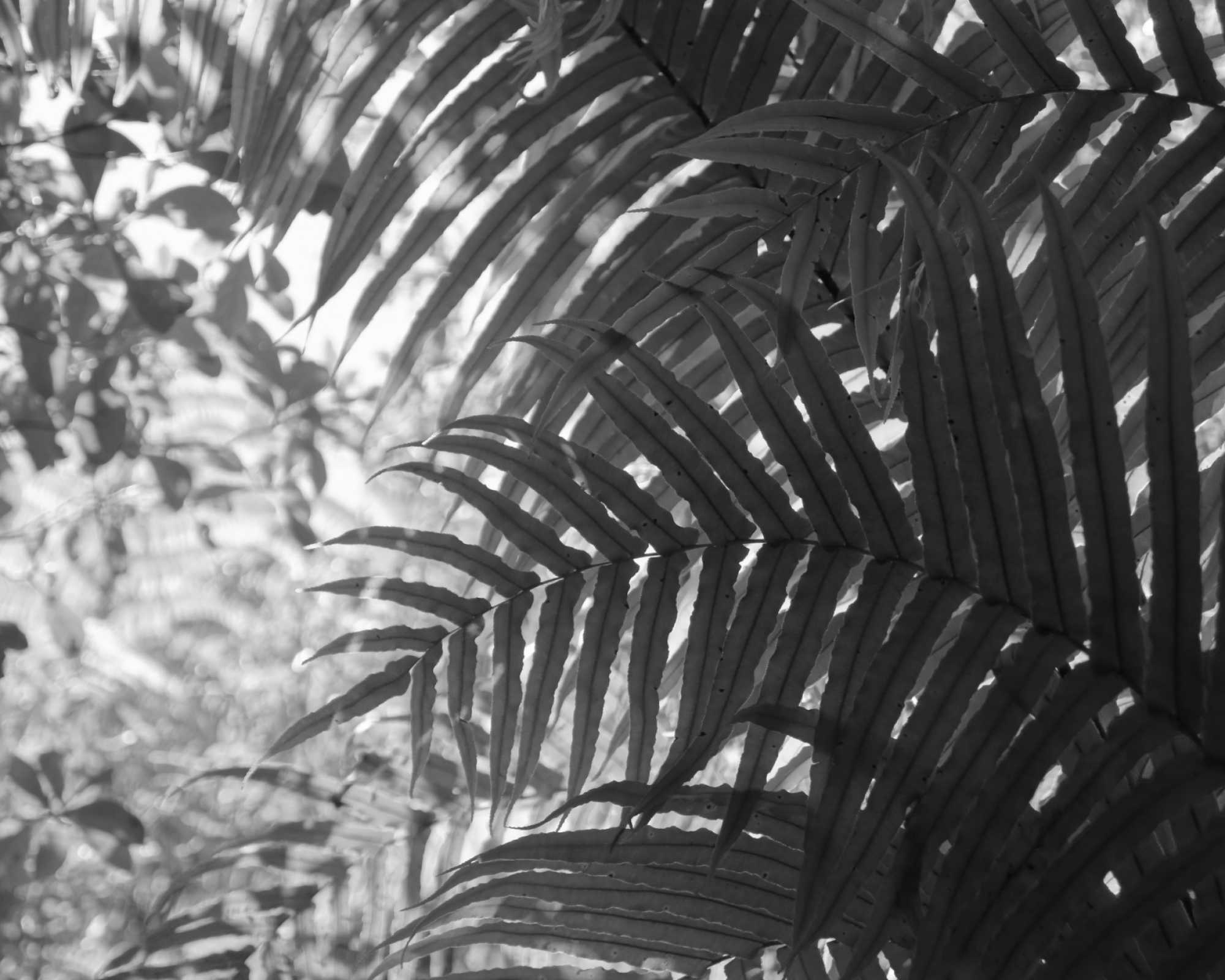 Okere Falls Tracks Foliage
