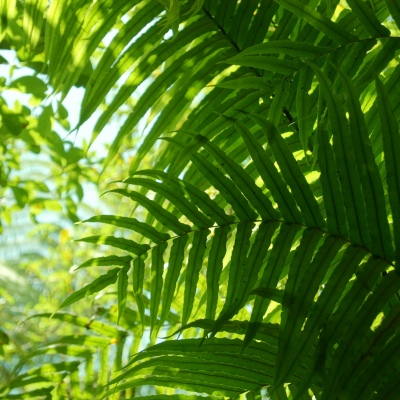 Okere Falls Tracks Foliage