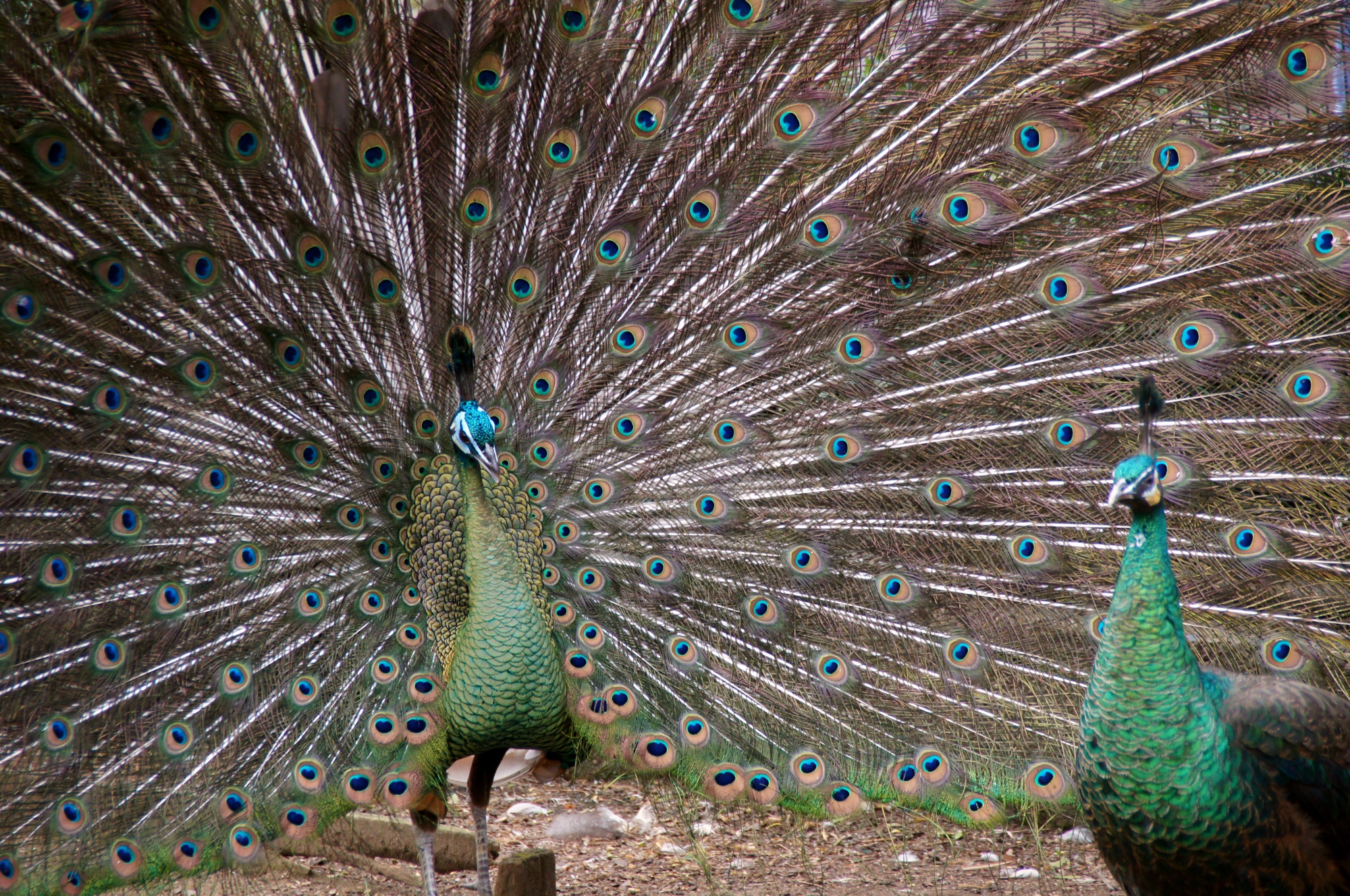 Peacock