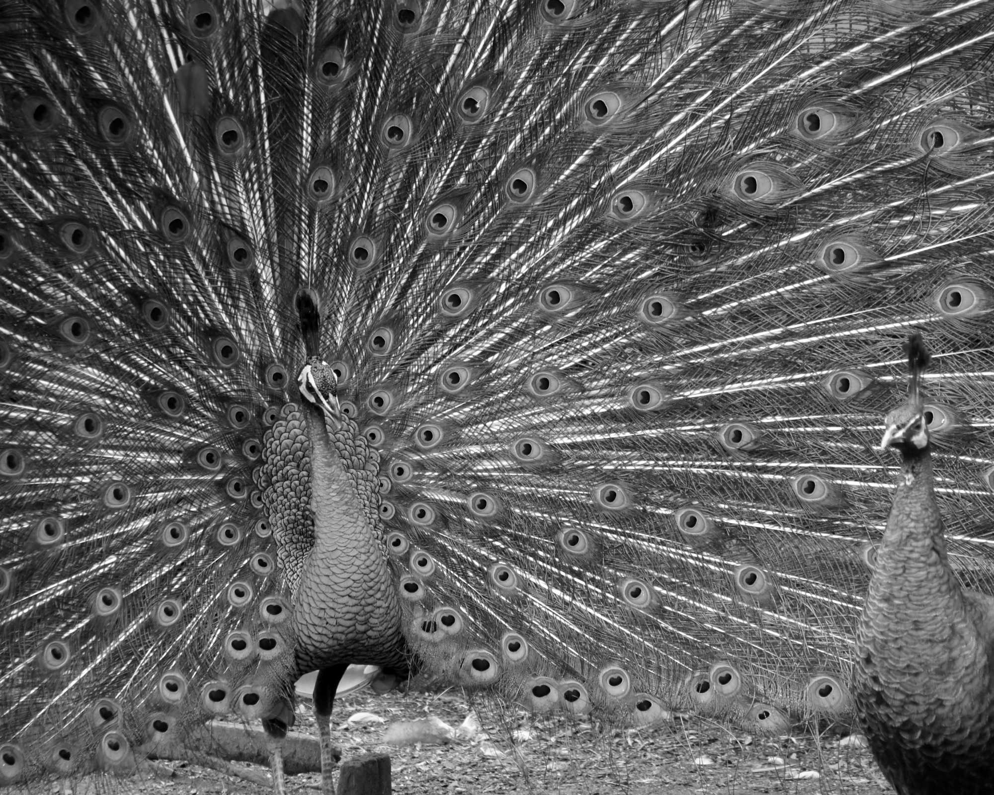 Peacock