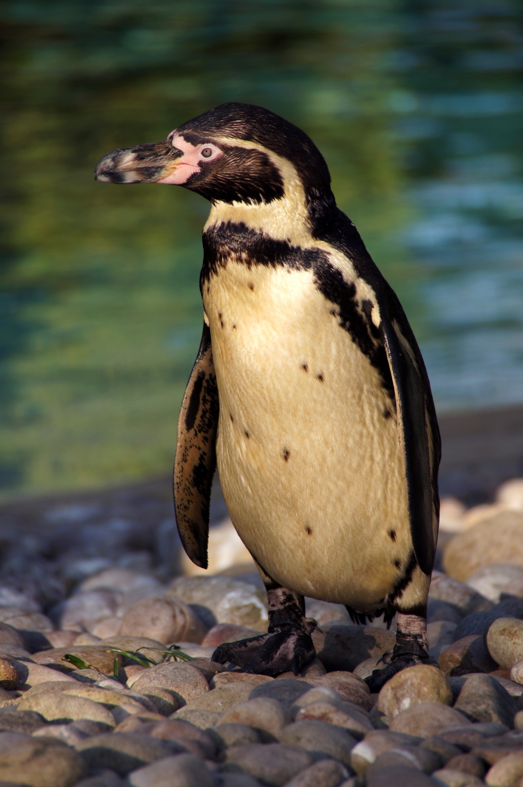 Penguin