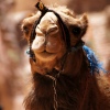 A Camel