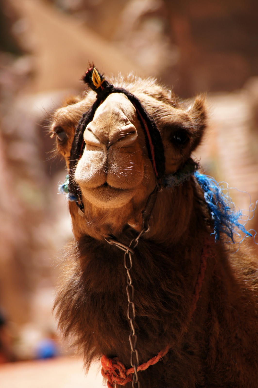 A Camel