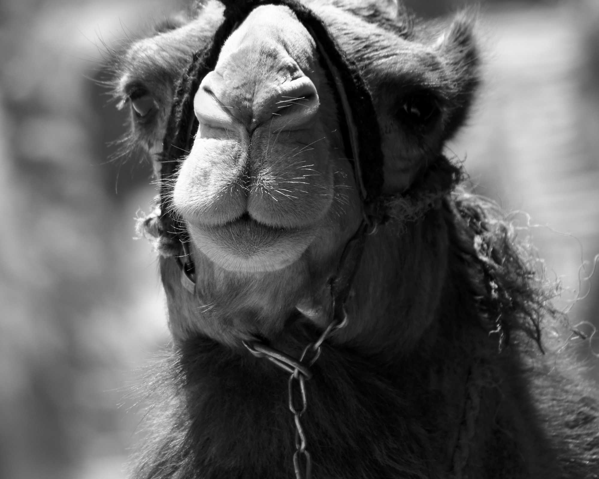 A Camel