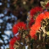 Pohutukawa