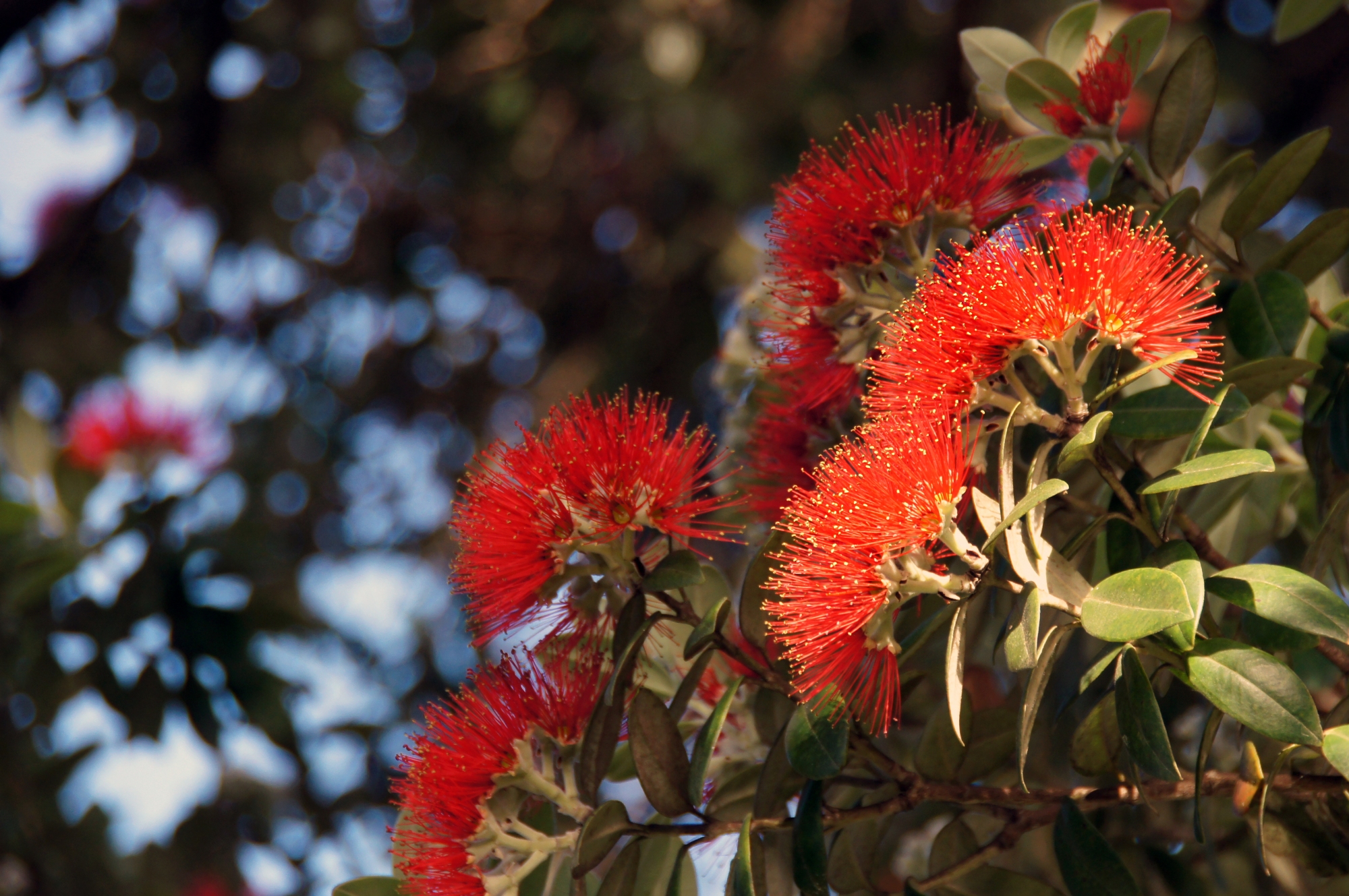 Pohutukawa