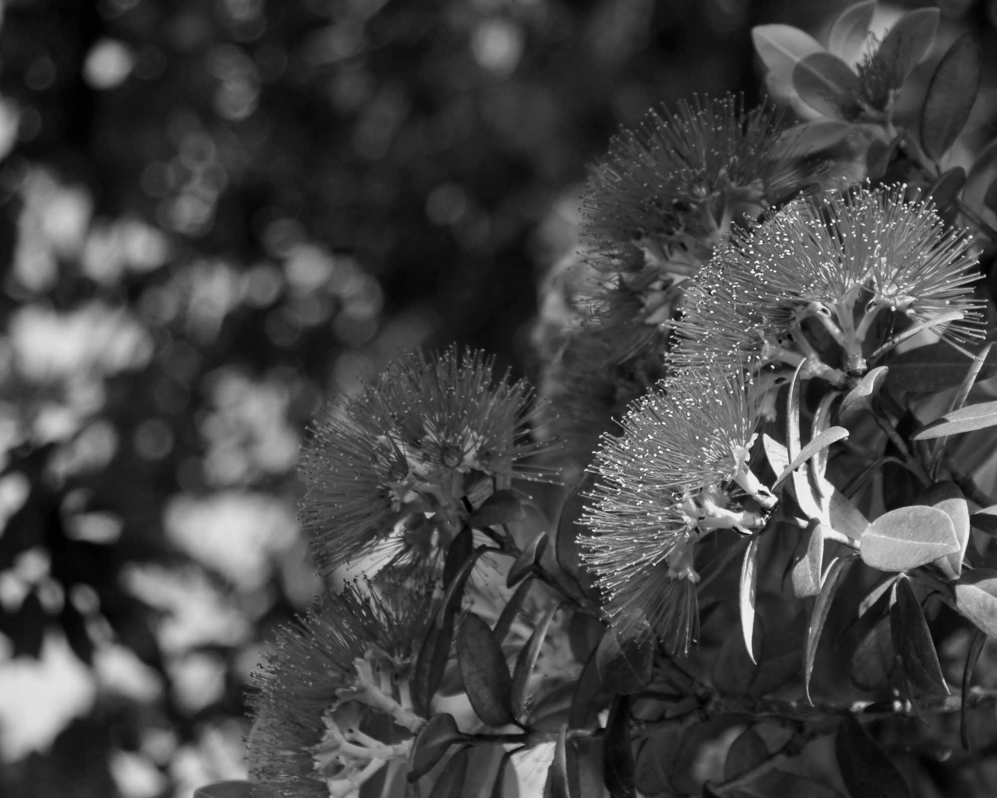 Pohutukawa
