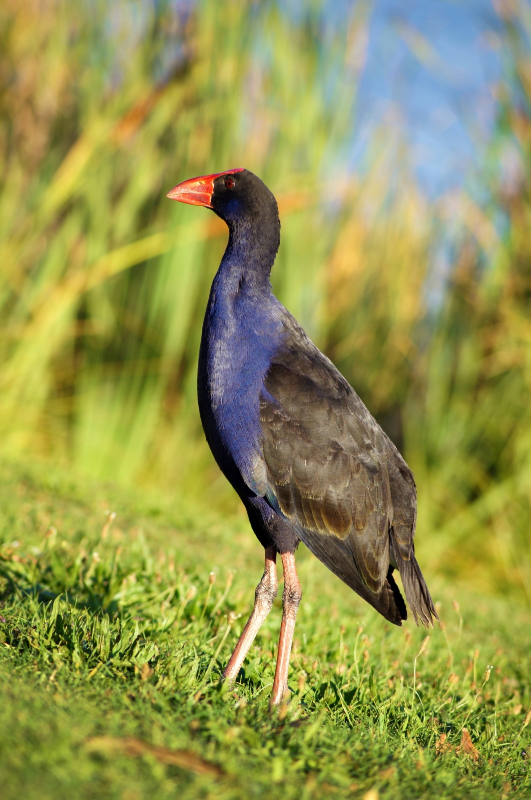 Pukeko at Hamilton Lake