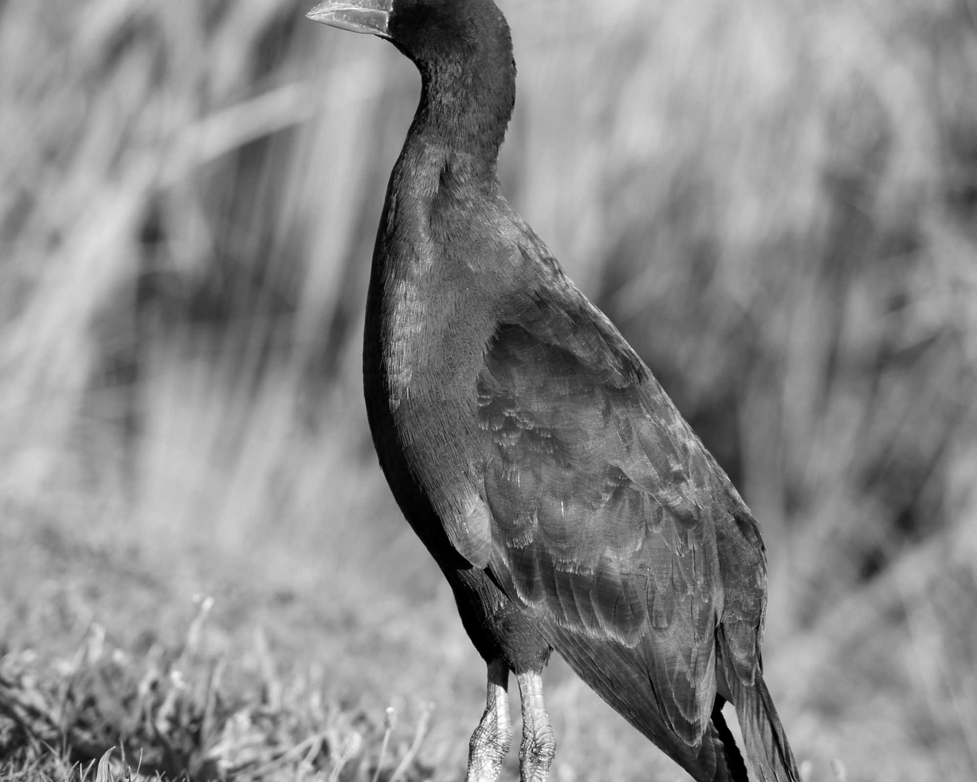Pukeko at Hamilton Lake