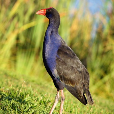 Pukeko at Hamilton Lake