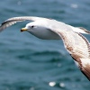 A Seagull
