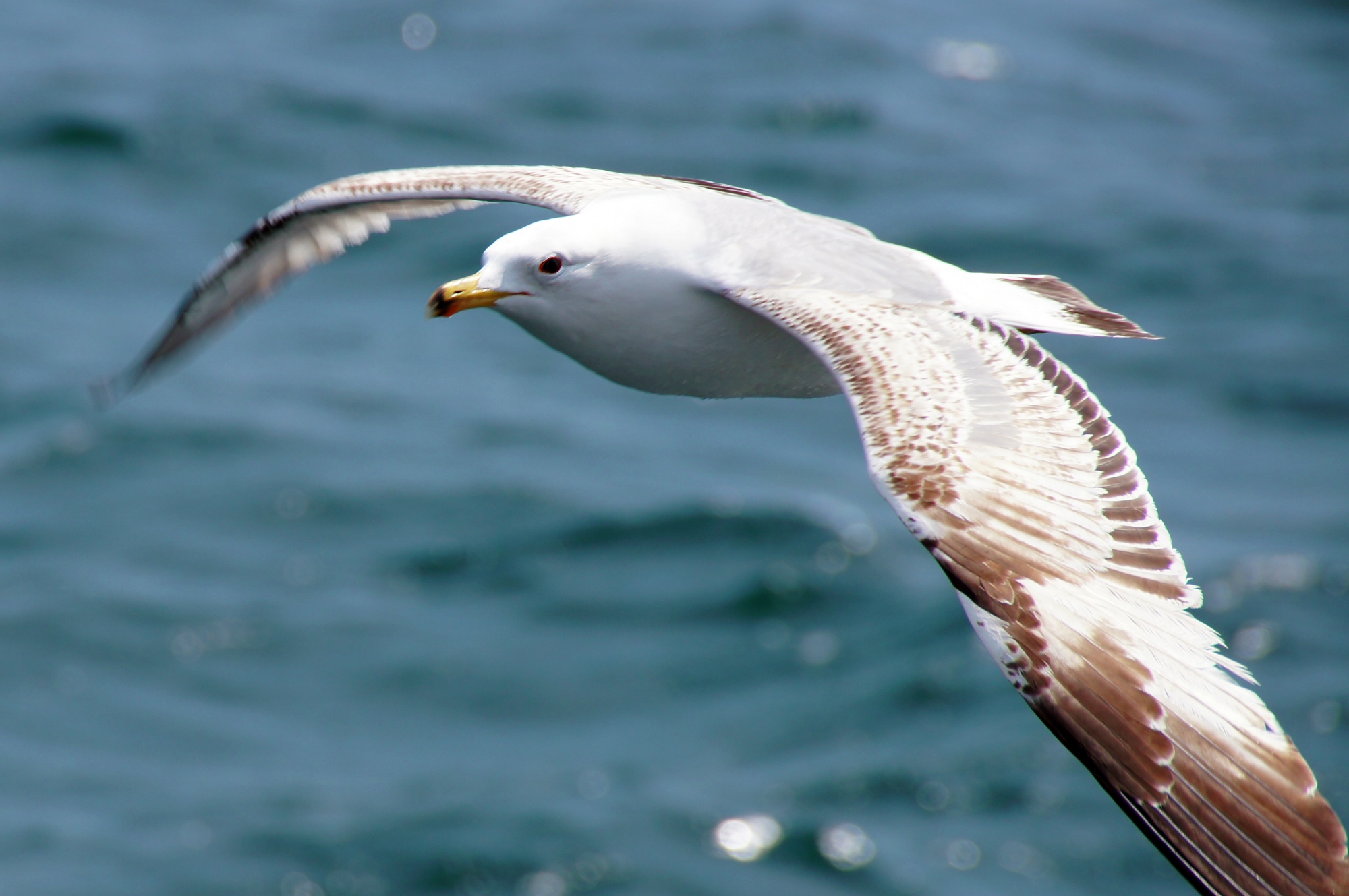 A Seagull