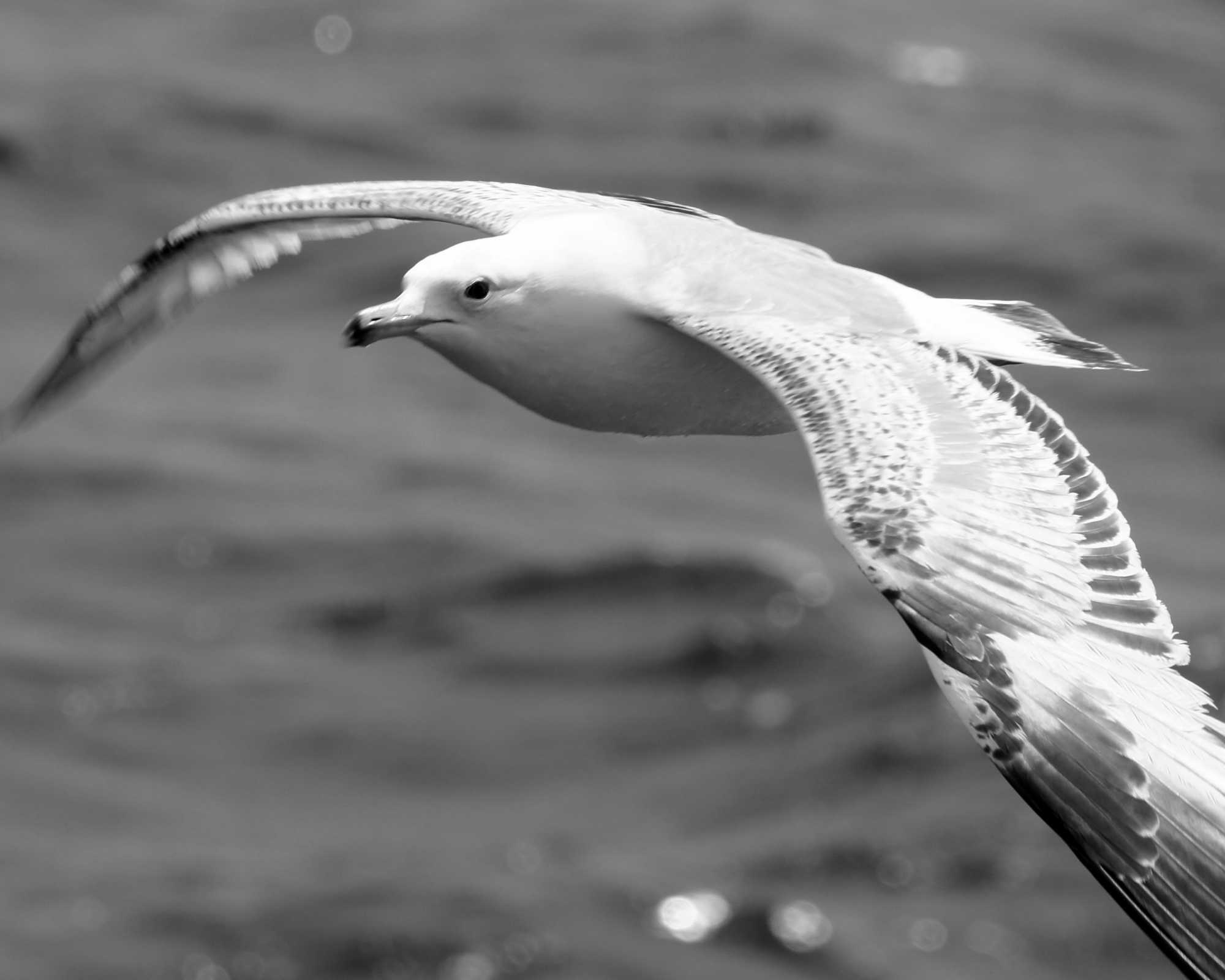 A Seagull