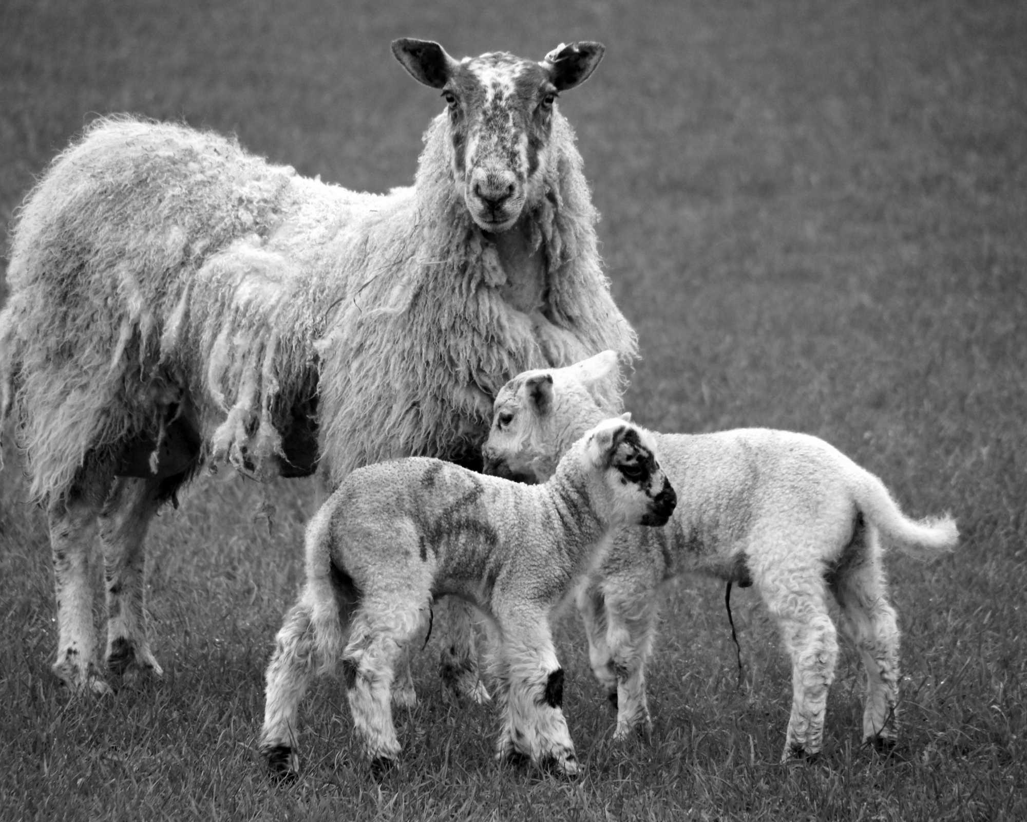 Sheep in New Cumnock