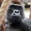 Silverback Gorilla