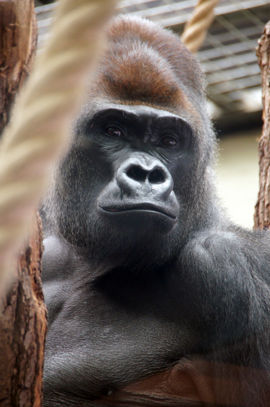 Silverback Gorilla