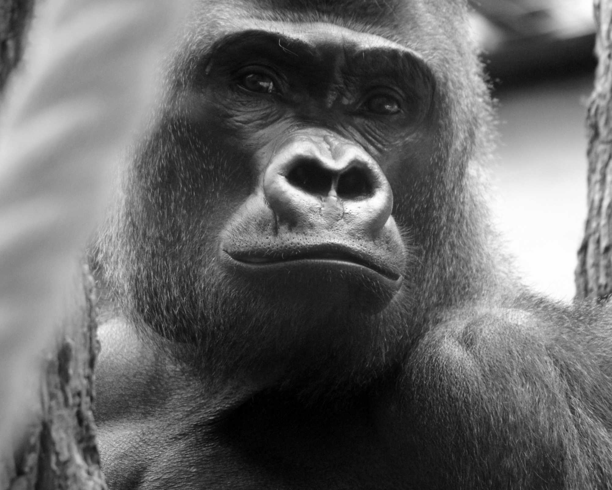 Silverback Gorilla
