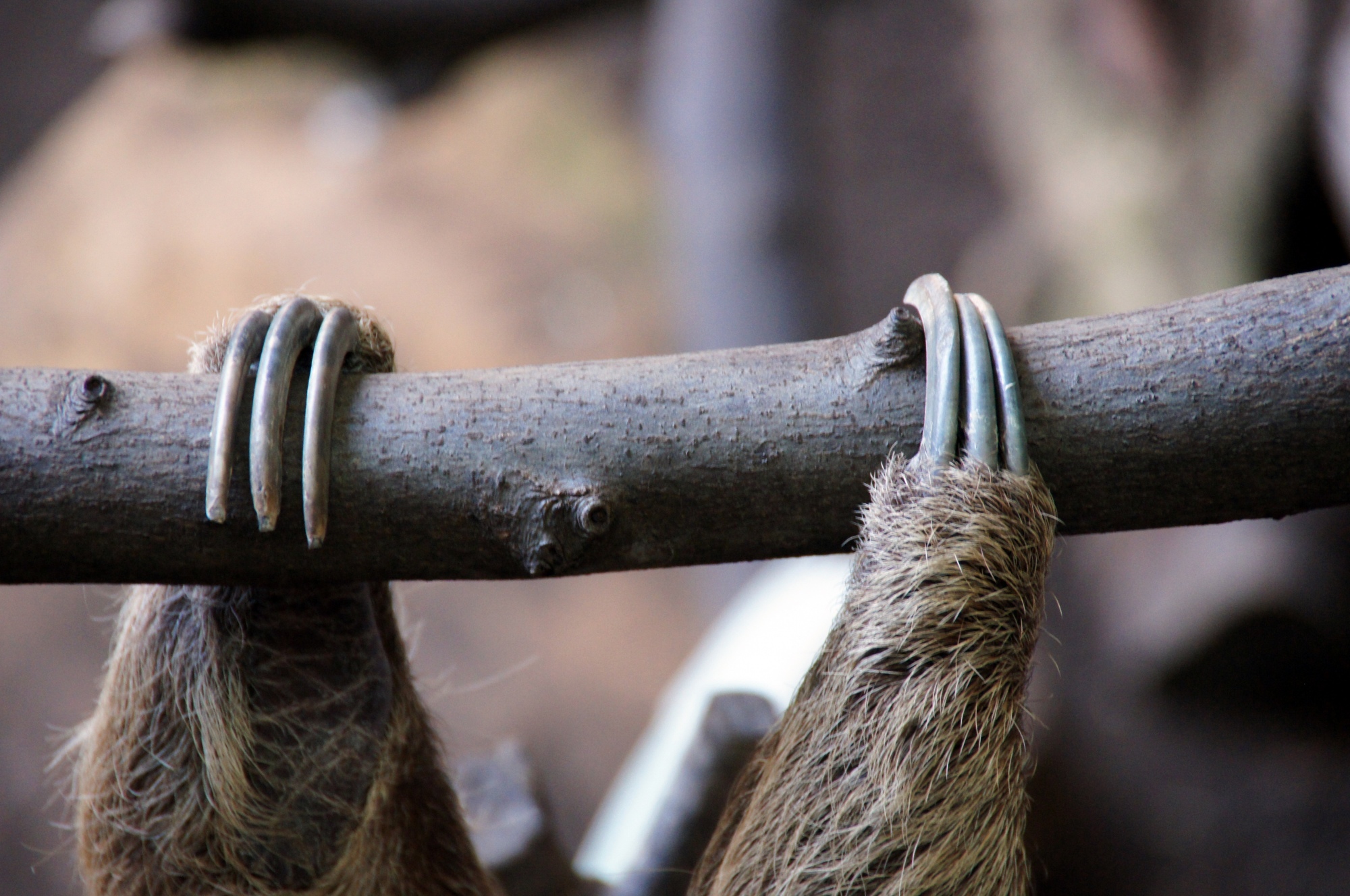 Sloth Toes