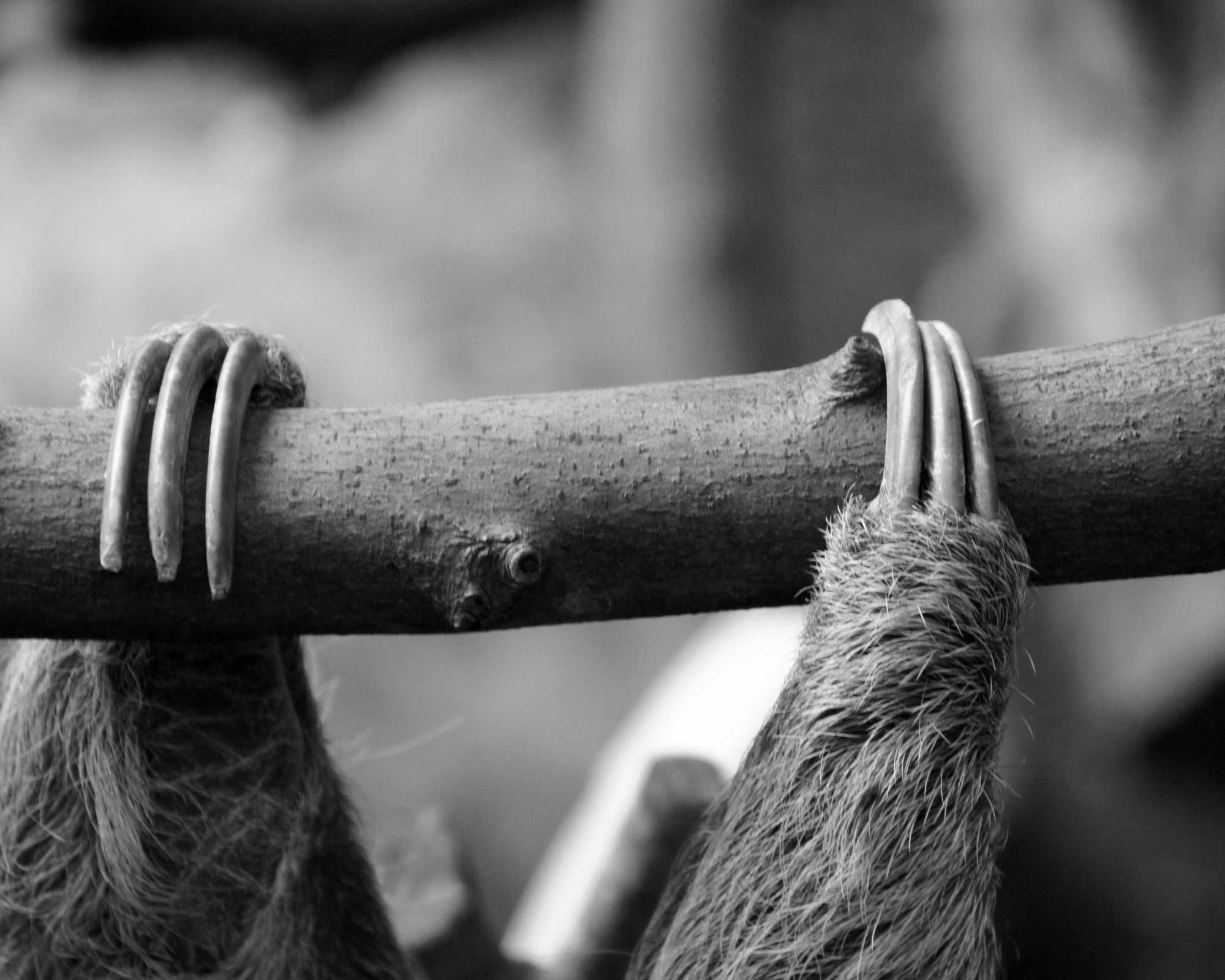Sloth Toes