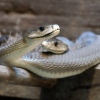 Snakes