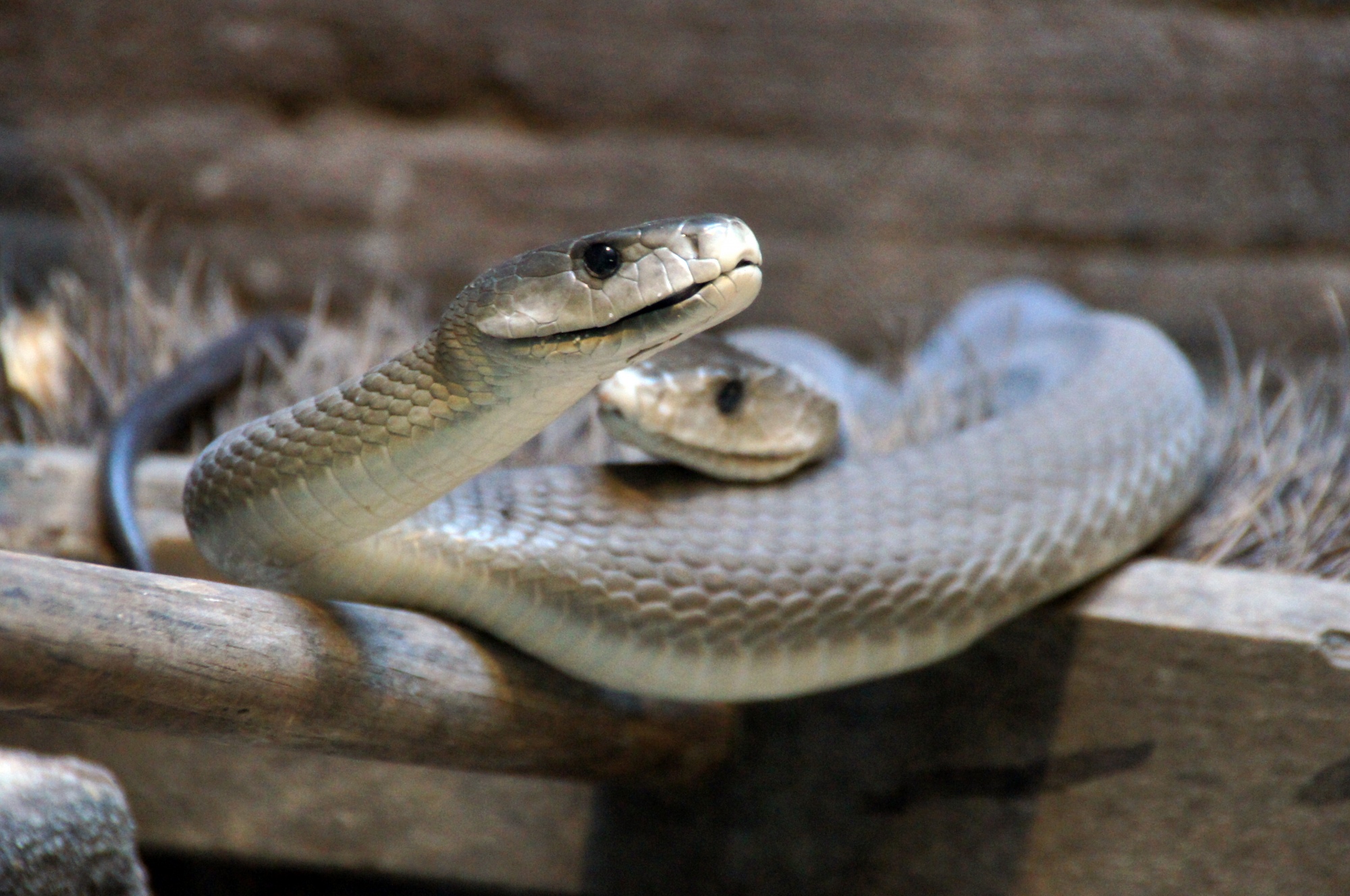Snakes