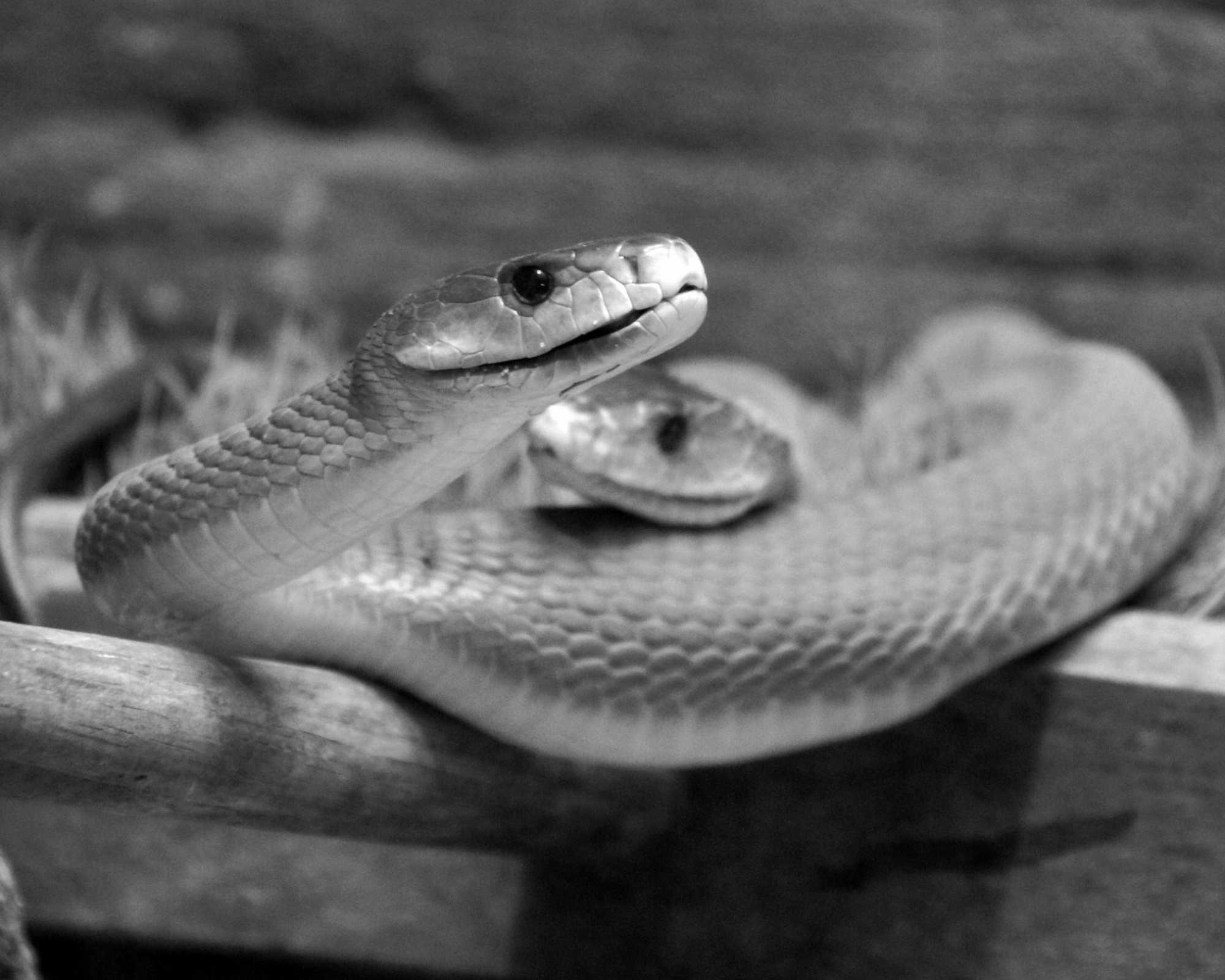 Snakes