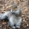 A Squirrel