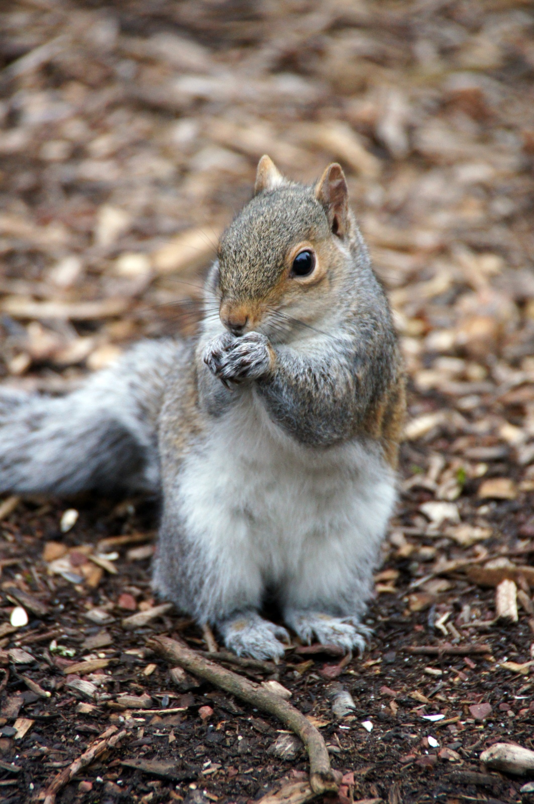 A Squirrel
