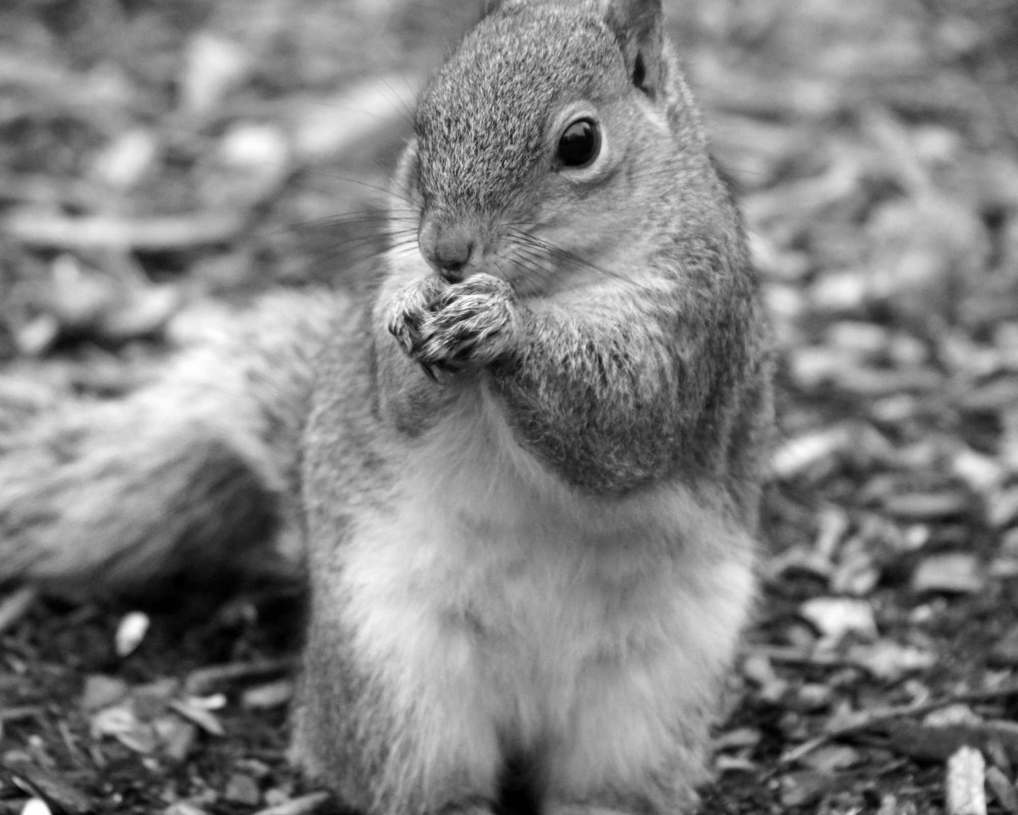 A Squirrel