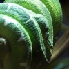 Another Snake