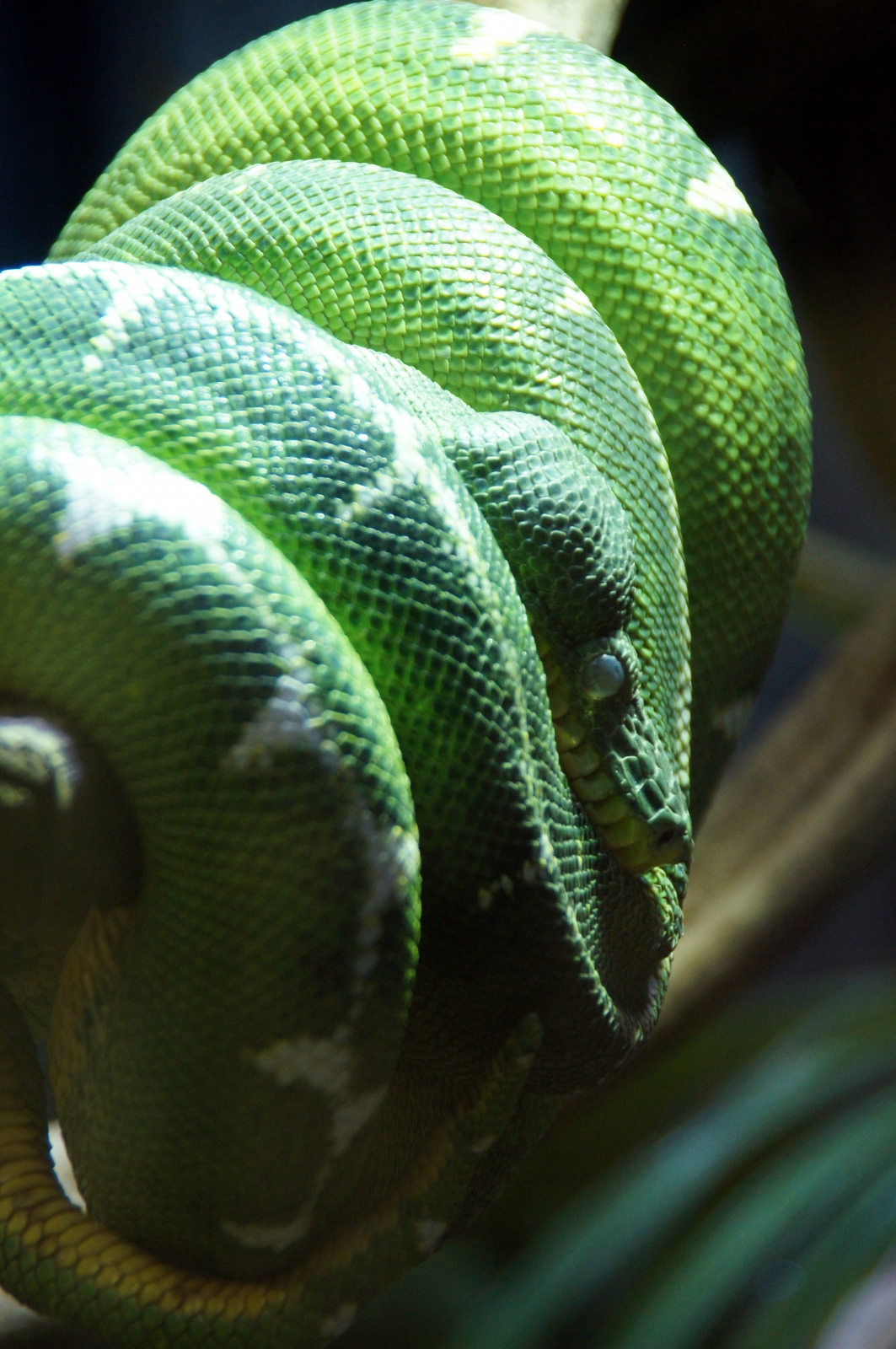 Another Snake