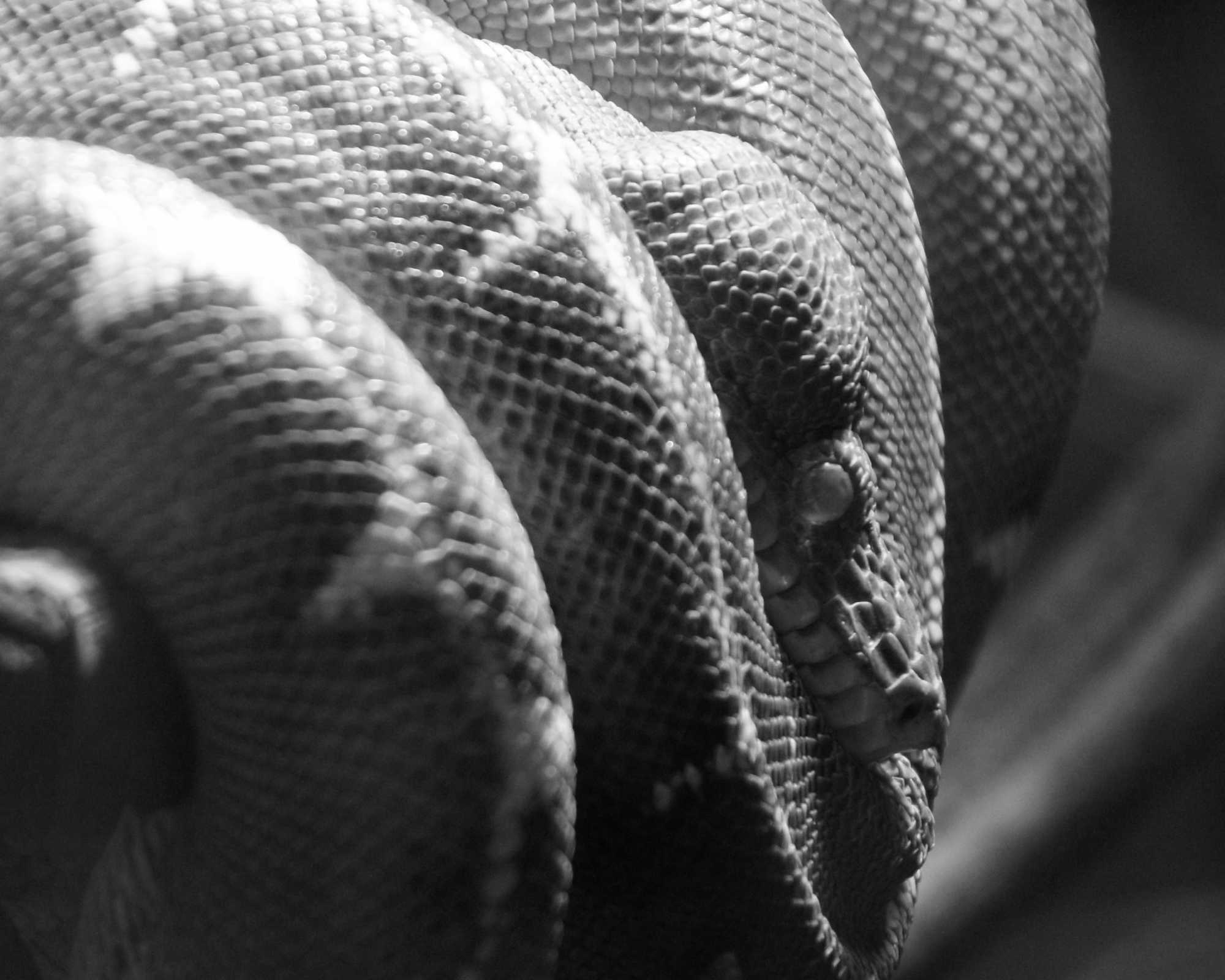 Another Snake