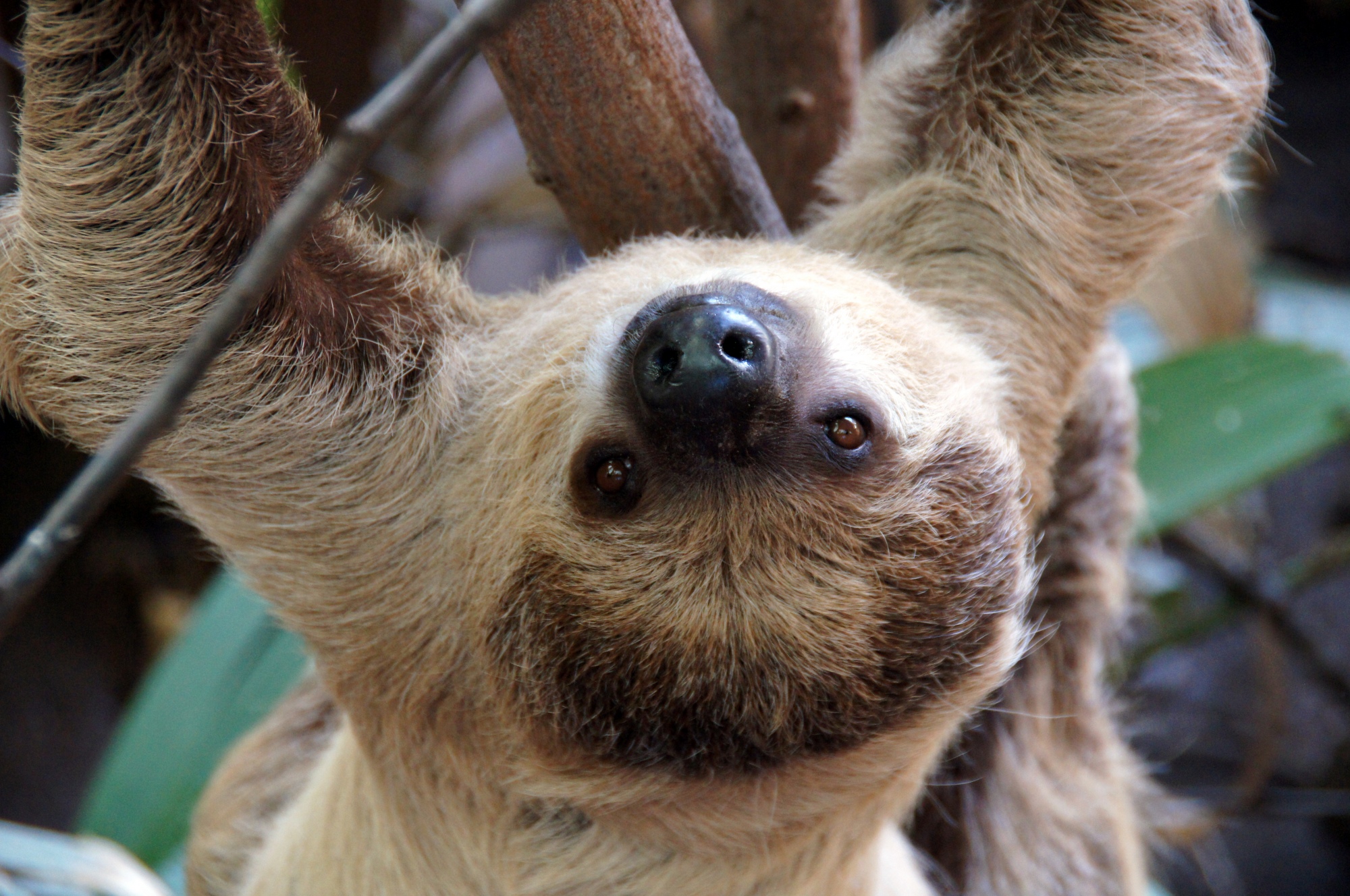 The Sloth