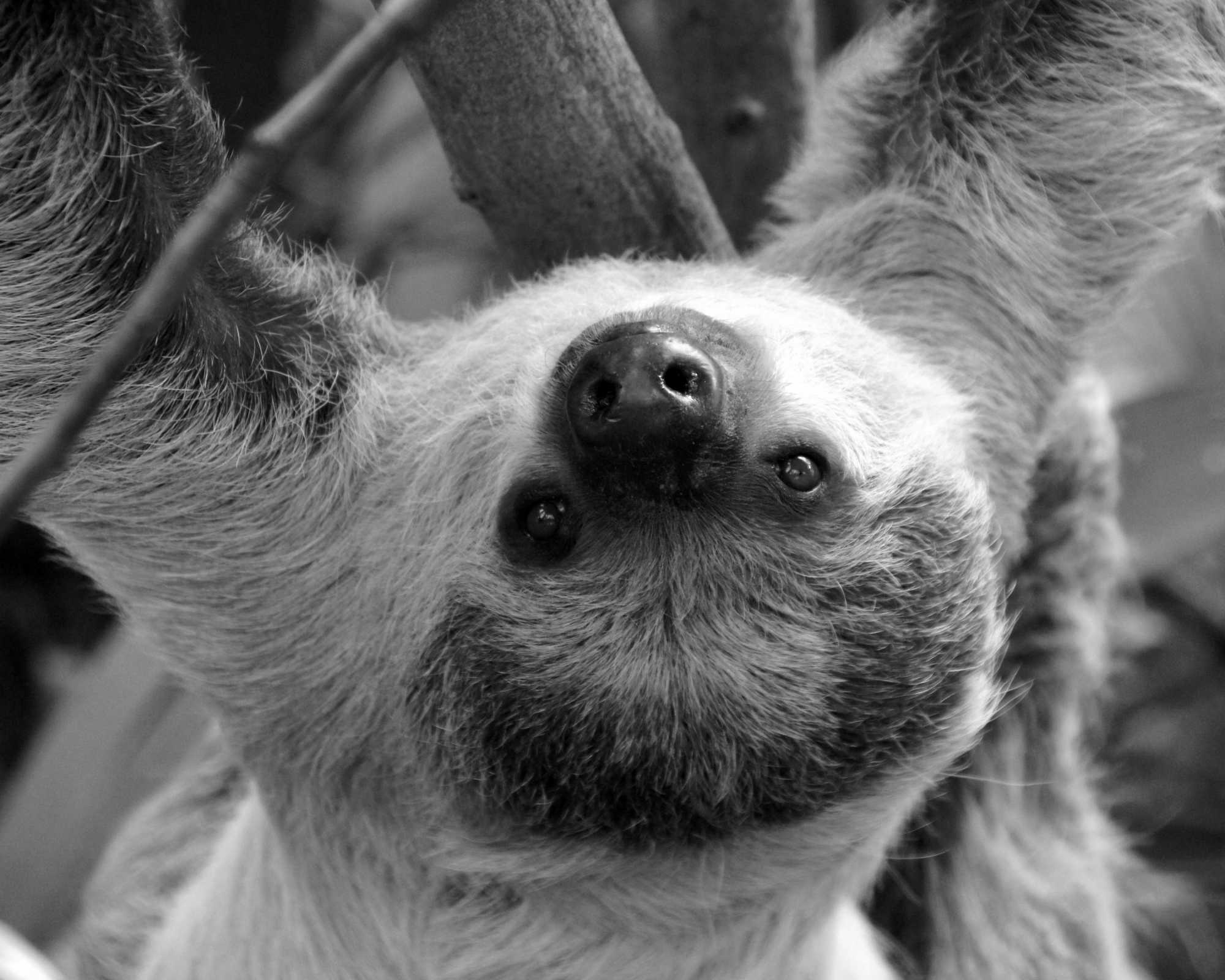 The Sloth