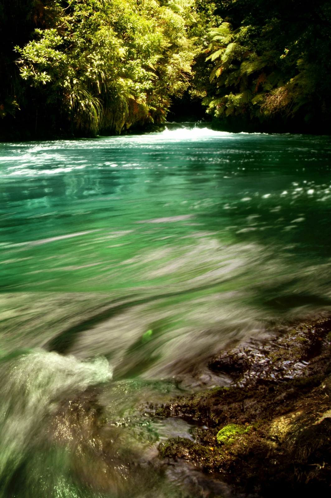 Trout Pond in Rotorua