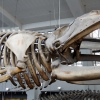 Whale Bones