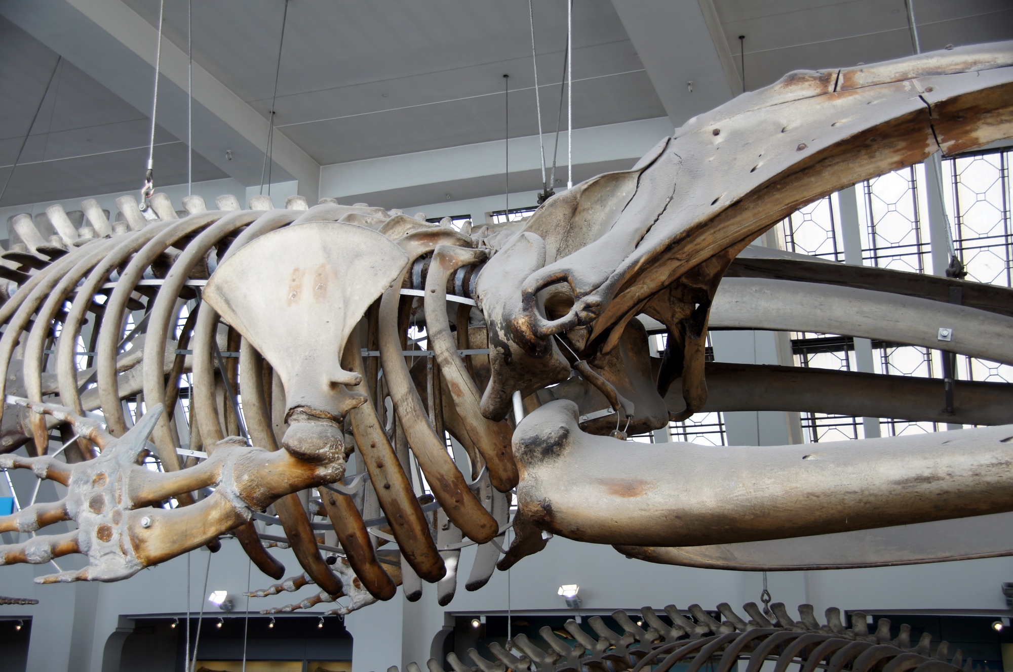 Whale Bones