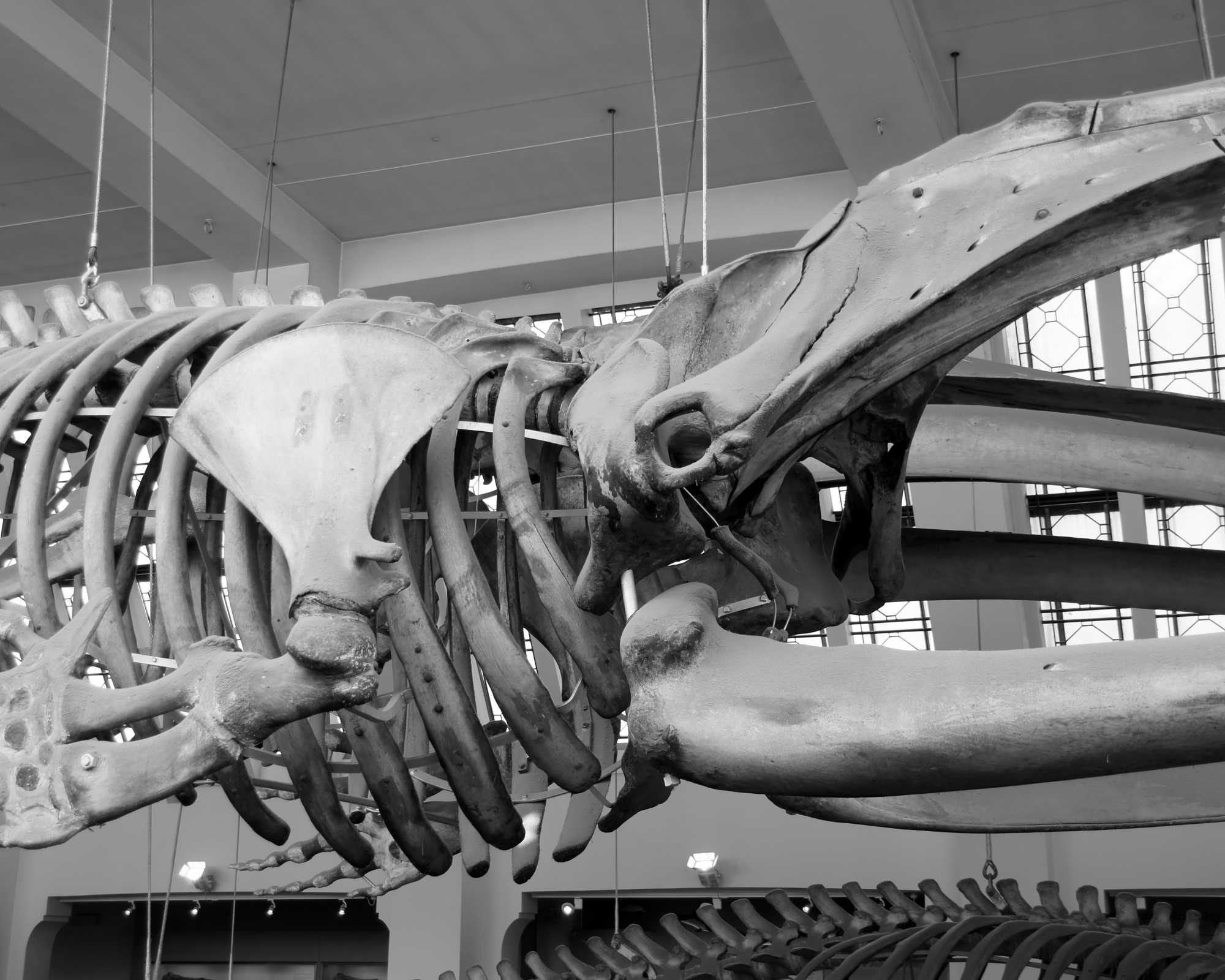 Whale Bones